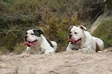 BOULEDOGUE AMERICAIN 422